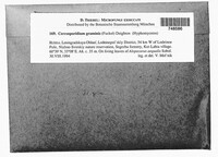Graminopassalora graminis image